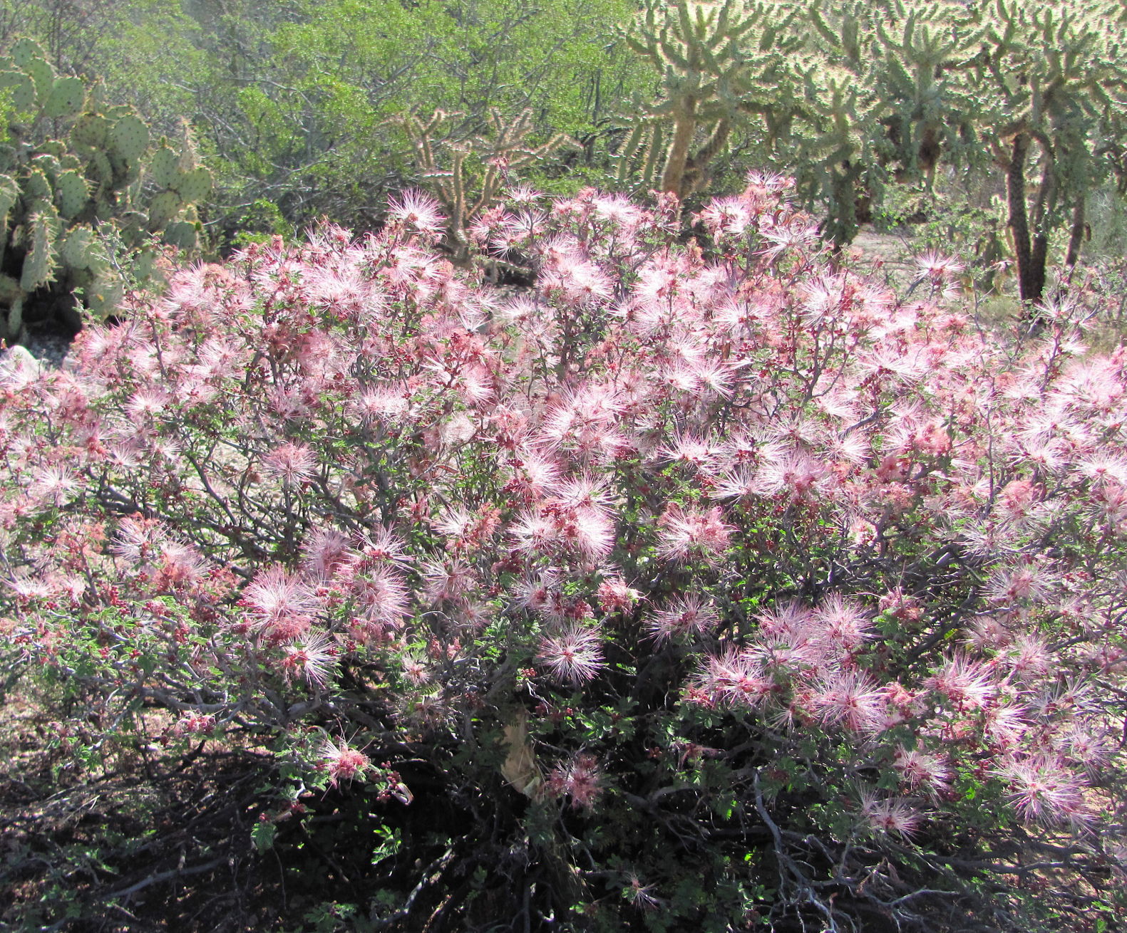 Fairy duster flowers
